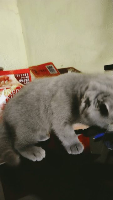 Mèo tai cụp xám tìm ba mẹ yêu thương . Mua bán Mèo tại Huyện Gia Lâm Hà Nội được đăng bởi Hoahoa hình 1