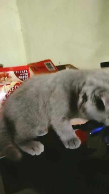 Mèo tai cụp xám tìm ba mẹ yêu thương . Mua bán Mèo tại Huyện Gia Lâm Hà Nội được đăng bởi Hoahoa hình 1