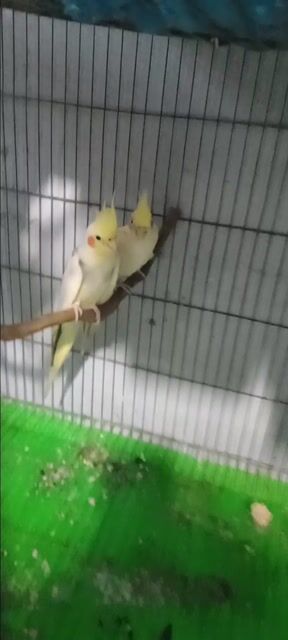 Vẹt Cockatiel Lutino Cái. Mua bán Chim tại Huyện Hóc Môn Tp Hồ Chí Minh được đăng bởi Như Lê hình 1