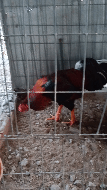 Gà chọi Đỏ đen 3.55kg Đực. Mua bán Gà tại Huyện Thoại Sơn An Giang được đăng bởi Gà đá An Giang  hình 1