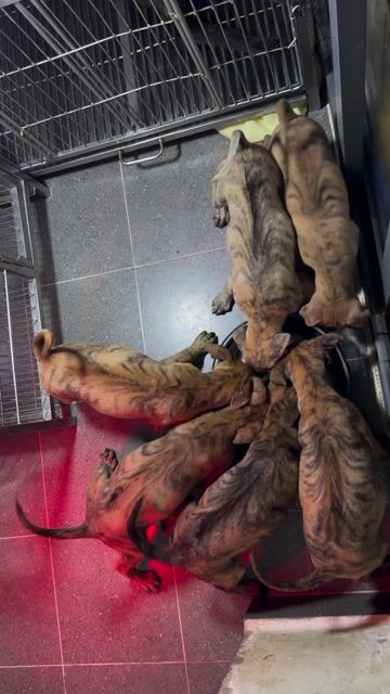 phú quốc vện đẹp. Mua bán Chó tại Quận 12 Tp Hồ Chí Minh được đăng bởi QB SHOP PETS hình 1