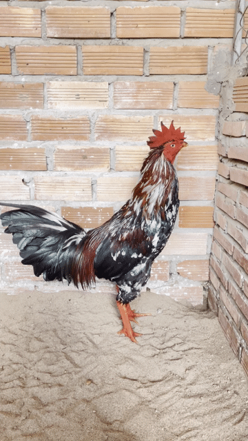 xanh bông 3kg2. Mua bán Gà tại Huyện Châu Thành Sóc Trăng được đăng bởi Gà đá miền Tây hình 1