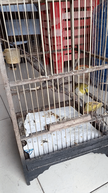 Chim khuyên Xanh vàng. Mua bán Chim tại Quận Tân Phú Tp Hồ Chí Minh được đăng bởi a ba hình 1