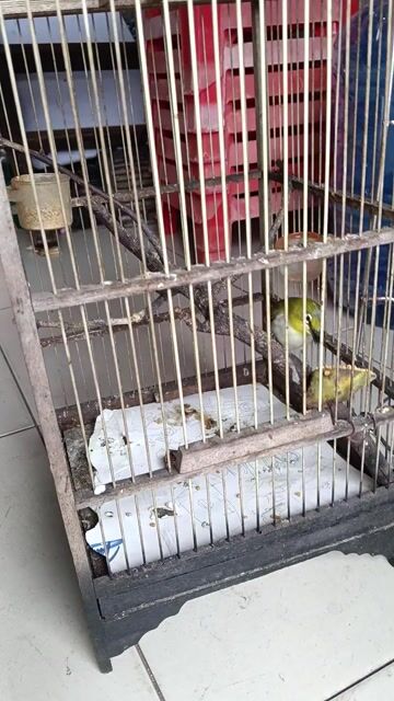 Chim khuyên Xanh vàng. Mua bán Chim tại Quận Tân Phú Tp Hồ Chí Minh được đăng bởi a ba hình 1