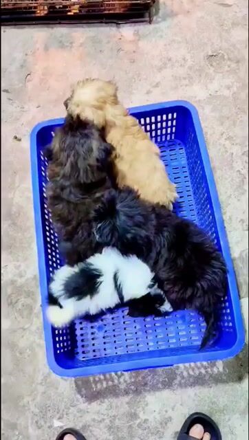 poodle 3 tháng, 2 zai 2 gái. Mua bán Chó tại Quận Hoàng Mai Hà Nội được đăng bởi ben hình 1