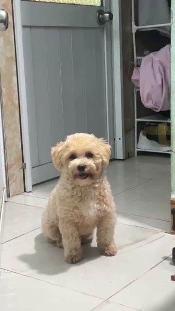 Chó Poodle nhỏ gọn đã tiêm phòng. Mua bán Chó tại Quận Liên Chiểu Đà Nẵng được đăng bởi Văn lâm Nguyễn hình 1
