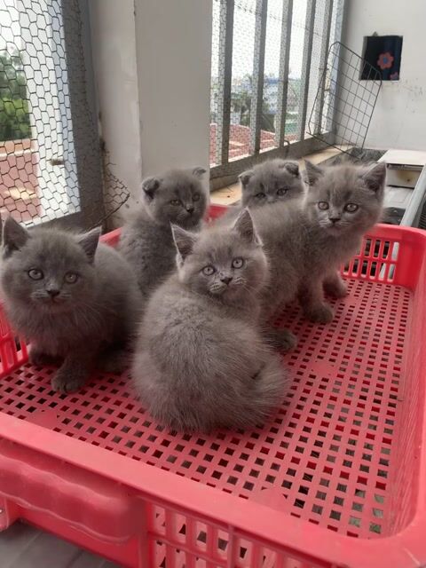 Mèo Anh lông ngắn Trắng Xám Đen. Mua bán Mèo tại Thành phố Thủ Dầu Một Bình Dương được đăng bởi Mai Thi Thanh Hoa hình 1