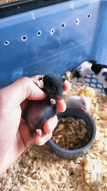 Chuột Hamster nhiều màu. Mua bán Thú cưng khác tại Huyện Hàm Tân Bình Thuận được đăng bởi Hiếu  Nguyễn  hình 1
