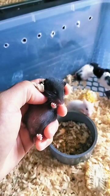 Chuột Hamster nhiều màu. Mua bán Thú cưng khác tại Huyện Hàm Tân Bình Thuận được đăng bởi Hiếu  Nguyễn  hình 1