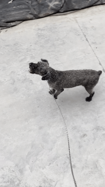 Chó Poodle Xám đực. Mua bán Chó tại Huyện Yên Phong Bắc Ninh được đăng bởi Trần Thọ Sỹ hình 1