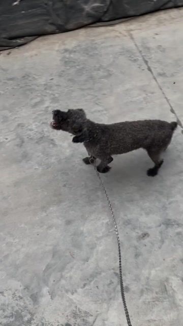 Chó Poodle Xám đực. Mua bán Chó tại Huyện Yên Phong Bắc Ninh được đăng bởi Trần Thọ Sỹ hình 1