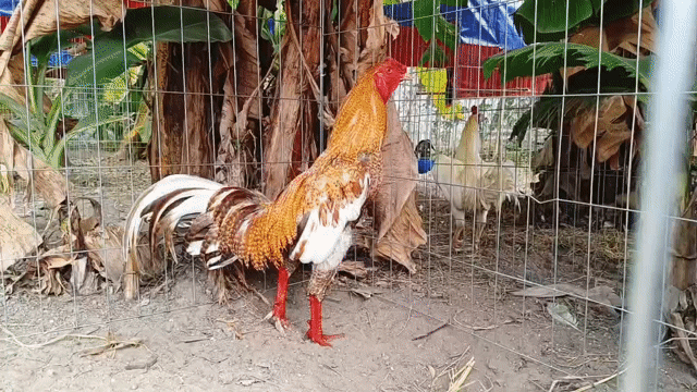 Gà chọi 3.4kg tơ Nâu trắng. Mua bán Gà tại Huyện Bình Chánh Tp Hồ Chí Minh được đăng bởi gà đá  hình 1