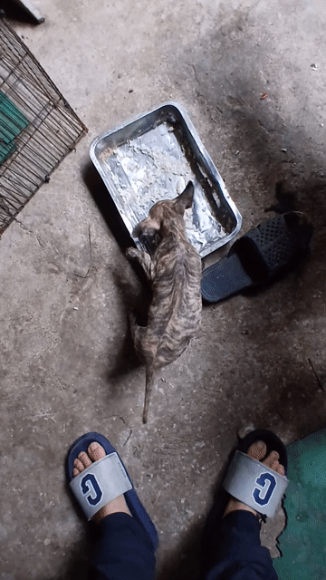Chó Phú Quốc Vện bạch hổ. Mua bán Chó tại Quận 12 Tp Hồ Chí Minh được đăng bởi Phú quốc thuần chủng hình 1