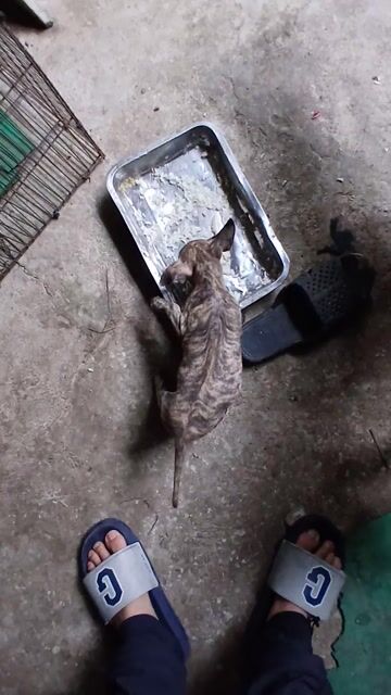 Chó Phú Quốc Vện bạch hổ. Mua bán Chó tại Quận 12 Tp Hồ Chí Minh được đăng bởi Phú quốc thuần chủng hình 1