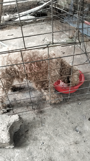 Chó Poodle đực. Mua bán Chó tại Huyện Mỏ Cày Nam Bến Tre được đăng bởi Phú Lê hình 1