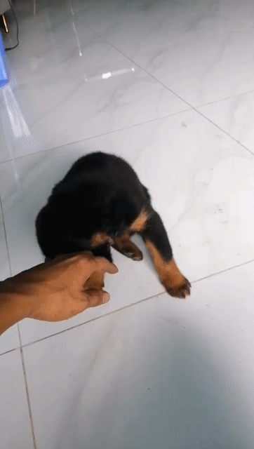 Chó Rottweiler Đen vàng. Mua bán Chó tại Thành phố Thủ Đức Tp Hồ Chí Minh được đăng bởi Lan Xuân hình 1