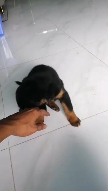 Chó Rottweiler Đen vàng. Mua bán Chó tại Thành phố Thủ Đức Tp Hồ Chí Minh được đăng bởi Lan Xuân hình 1
