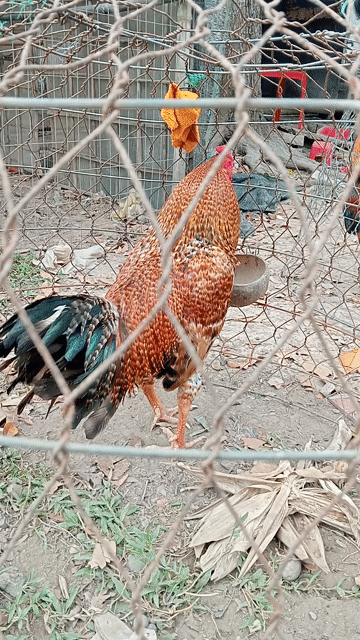 Gà chọi 2.8kg Đực. Mua bán Gà tại Huyện Lai Vung Đồng Tháp được đăng bởi gà nồi ngoại hạng  hình 1