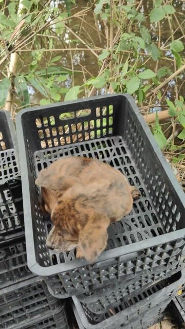 Chó Phú Quốc Vện Cọp. Mua bán Chó tại Quận 5 Tp Hồ Chí Minh được đăng bởi Penta Store hình 1