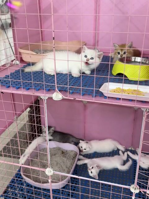 Mèo anh siêu xinh nuôi kiểng. Mua bán Mèo tại Thành phố Thủ Đức Tp Hồ Chí Minh được đăng bởi Viet Meow 233a Dương Đình Hội Q9 hình 1