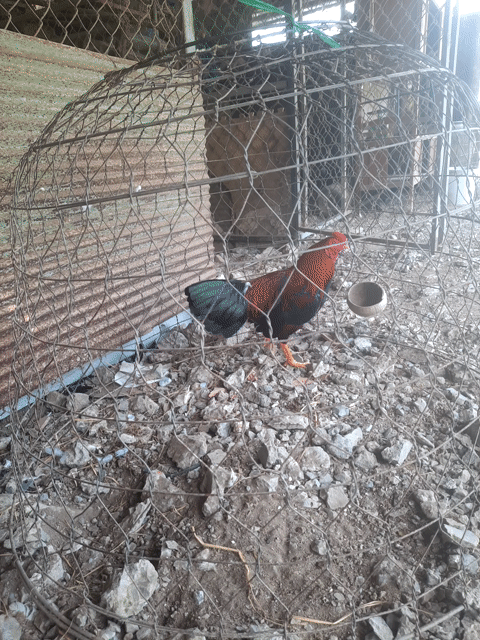 Gà tơ 6 tháng cự mạnh. Mua bán Gà tại Huyện Càng Long Trà Vinh được đăng bởi Tuấn Khang hình 1