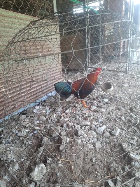 Gà tơ 6 tháng cự mạnh. Mua bán Gà tại Huyện Càng Long Trà Vinh được đăng bởi Tuấn Khang hình 1