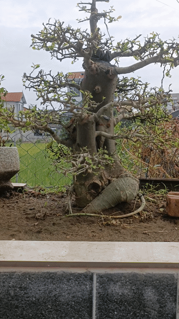 Cây duối nhiều năm tuổi khỏe mạnh. Mua bán Cây cảnh, đồ trang trí tại Huyện Hoằng Hóa Thanh Hóa được đăng bởi Hoàng Tú hình 1