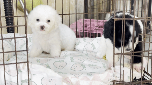 Chó Poodle Trắng. Mua bán Chó tại Quận 6 Tp Hồ Chí Minh được đăng bởi Phạm Việt hình 1
