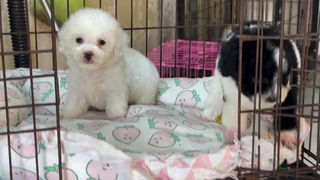 Chó Poodle Trắng. Mua bán Chó tại Quận 6 Tp Hồ Chí Minh được đăng bởi Phạm Việt hình 1