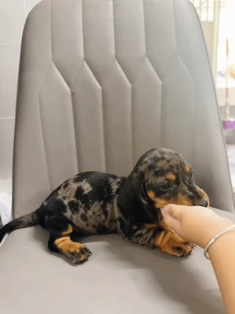 lạp xưởng loang đen. Mua bán Chó tại Quận 1 Tp Hồ Chí Minh được đăng bởi Phạm Hồng Long hình 1