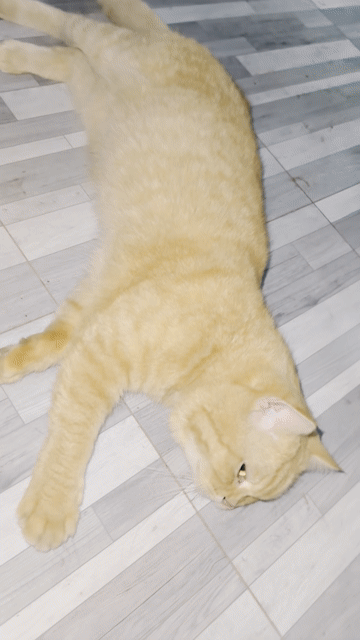 Mèo Anh lông ngắn đực golden 4,5kg. Mua bán Mèo tại Quận Cái Răng Cần Thơ được đăng bởi Dương Lộc hình 1