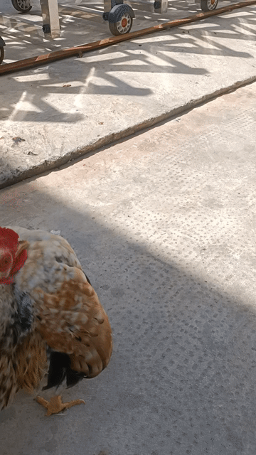 Gà Trống Serama Cú Vàng 7-8 Tháng Tướng Đẹp 800k 
. Mua bán Gà tại Quận Tân Bình Tp Hồ Chí Minh được đăng bởi Diệu Bích hình 1