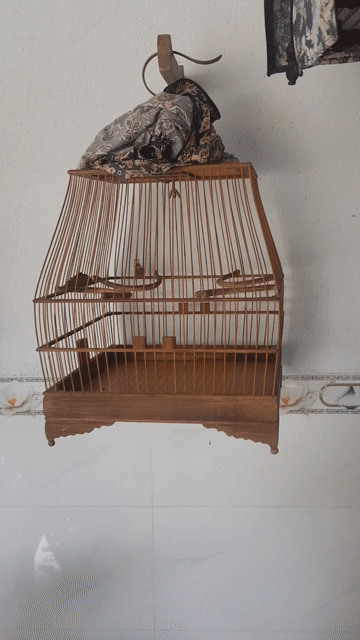 2 Lồng chào mào. Mua bán Phụ kiện, Thức ăn, Dịch vụ tại Huyện Trảng Bom Đồng Nai được đăng bởi Nguyễn hình 1