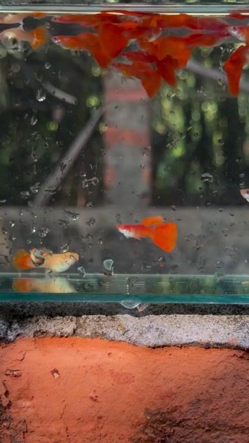 Cá bảy màu Rồng xanh. Mua bán Thú cưng khác tại Huyện Giồng Trôm Bến Tre được đăng bởi Trương Piêm hình 1