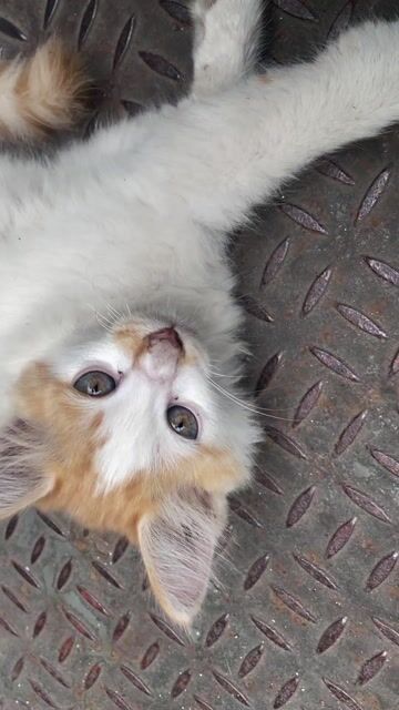 Mèo Anh lông dài đực 2.5 tháng. Mua bán Mèo tại Quận Bắc Từ Liêm Hà Nội được đăng bởi Nguyễn Hà Trang hình 1