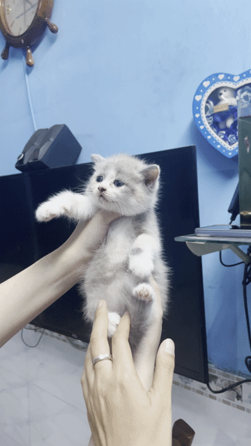 Mèo tai cụp cái trắng xám đã tiêm. Mua bán Mèo tại Quận 1 Tp Hồ Chí Minh được đăng bởi Thu Trang hình 1