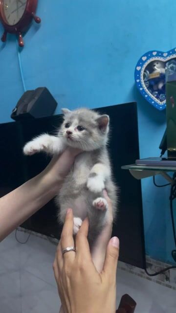 Mèo tai cụp cái trắng xám đã tiêm. Mua bán Mèo tại Quận 1 Tp Hồ Chí Minh được đăng bởi Thu Trang hình 1