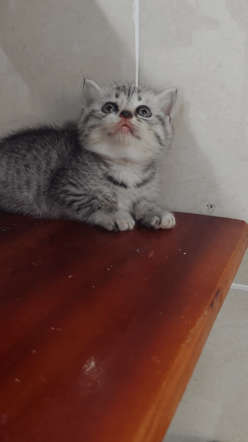 Mèo con tappy silver siêu đẹp. Mua bán Mèo tại Thành phố Thủ Đức Tp Hồ Chí Minh được đăng bởi Nguyễn Gia Hân hình 1