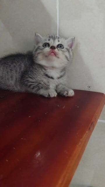 Mèo con tappy silver siêu đẹp. Mua bán Mèo tại Thành phố Thủ Đức Tp Hồ Chí Minh được đăng bởi Nguyễn Gia Hân hình 1