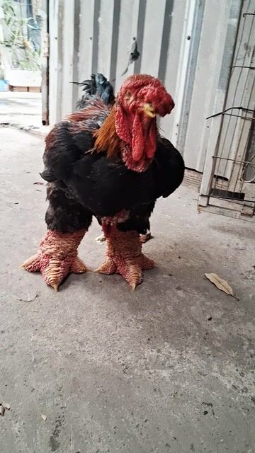 Gà thịt già năm 5.5kg chân to ❤️❤️❤️. Mua bán Gà tại Thành phố Dĩ An Bình Dương được đăng bởi chuyên cung cấp gà đông tảo thuần chủng  hình 1