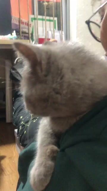 Mèo Anh lông ngắn nhiều màu. Mua bán Mèo tại Quận Hà Đông Hà Nội được đăng bởi Lưu Ngọc Anh hình 1