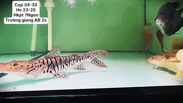 Cá Trâu 27-28 cm. Mua bán Thú cưng khác tại Quận Bình Tân Tp Hồ Chí Minh được đăng bởi Tống Thanh Tùng hình 1