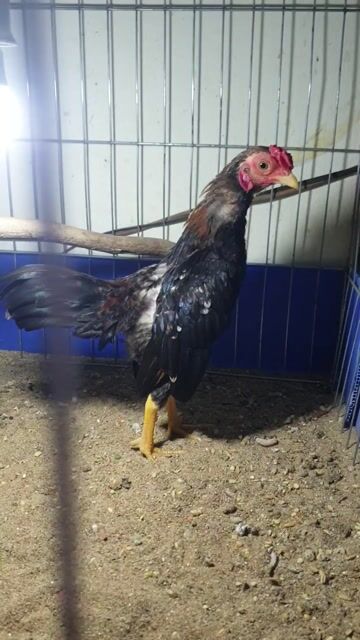 Gà Bắc mini. Mua bán Gà tại Quận Phú Nhuận Tp Hồ Chí Minh được đăng bởi Anh Hòa hình 1