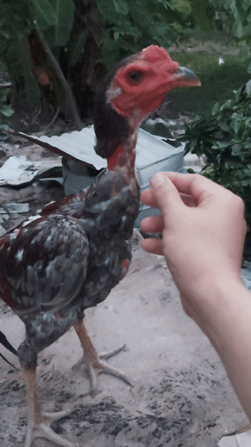 Gà chọi Đa sắc 24 tháng. Mua bán Gà tại Huyện Phú Xuyên Hà Nội được đăng bởi nguyễn văn thành hình 1