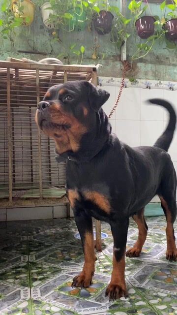 thương bé lắm nhưng k có thời gian chăm sóc. Mua bán Chó tại Thành phố Biên Hòa Đồng Nai được đăng bởi Phương Dung  hình 1