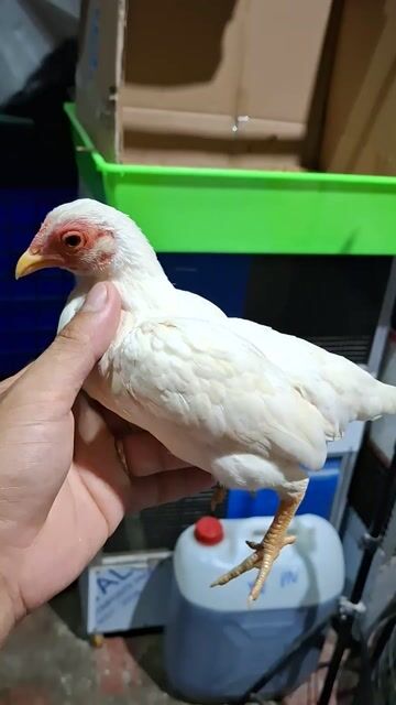 Gà Tre Bắc mái. Mua bán Gà tại Huyện Chợ Mới An Giang được đăng bởi Thành Hơn hình 1