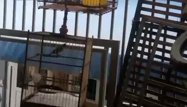 Chim chào mào tuần lồng. Mua bán Chim tại Quận 8 Tp Hồ Chí Minh được đăng bởi typpy hình 1