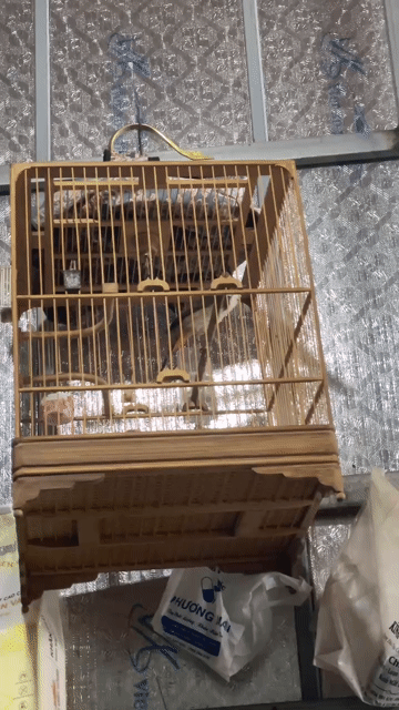 thanh lý chim hoặc cả cobo. Mua bán Chim tại Huyện Hoài Đức Hà Nội được đăng bởi Bùi Hiệp hình 1