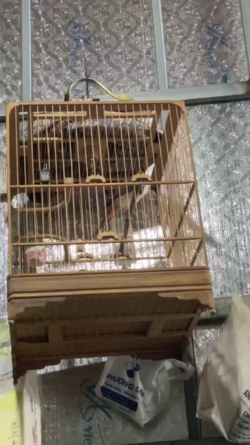 thanh lý chim hoặc cả cobo. Mua bán Chim tại Huyện Hoài Đức Hà Nội được đăng bởi Bùi Hiệp hình 1