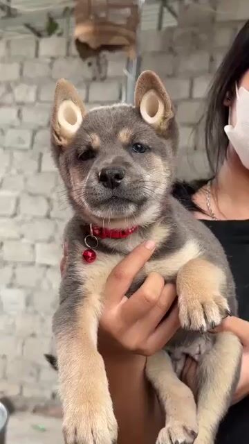 Đực xám đa siêu đẹp